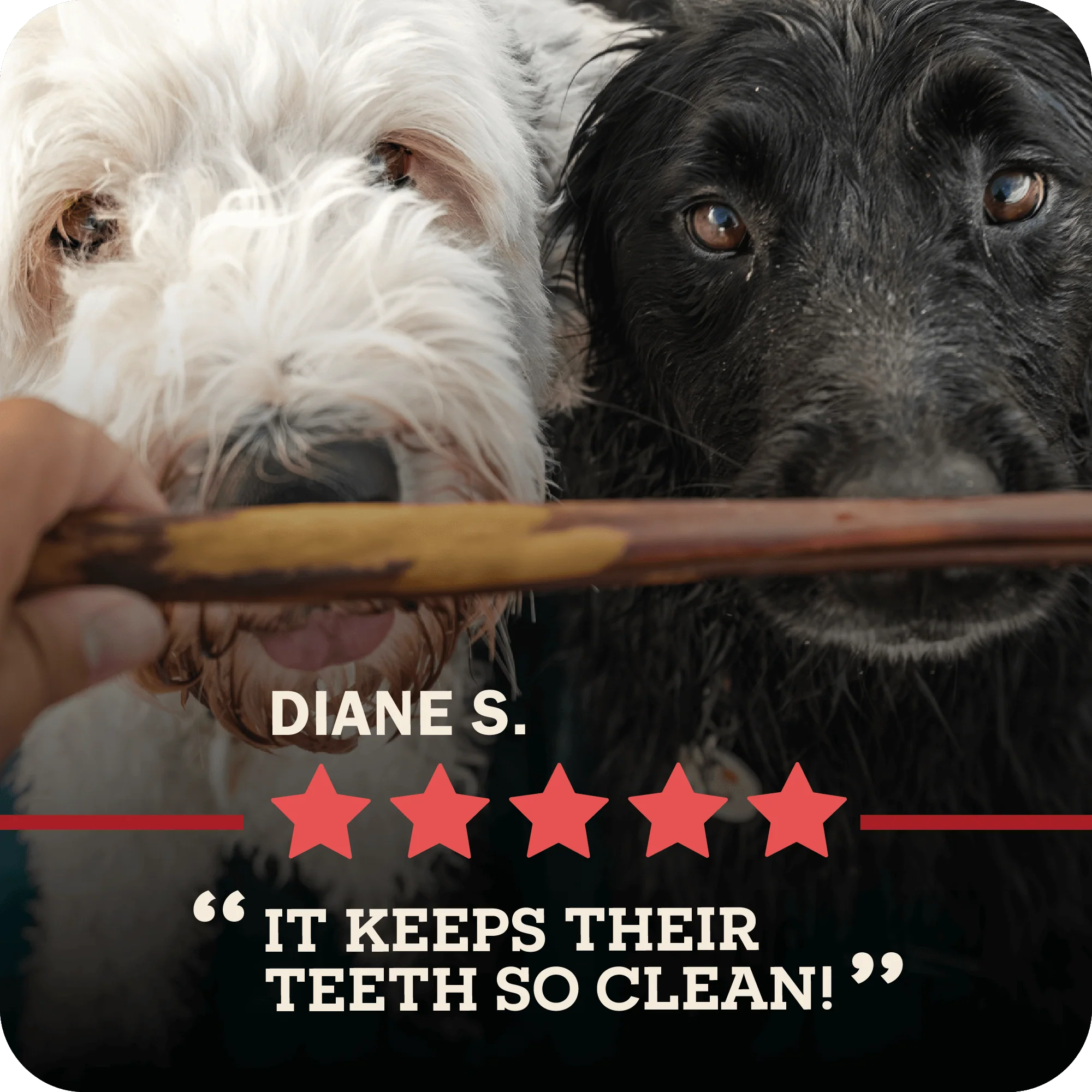 Bully Stick - Image 11