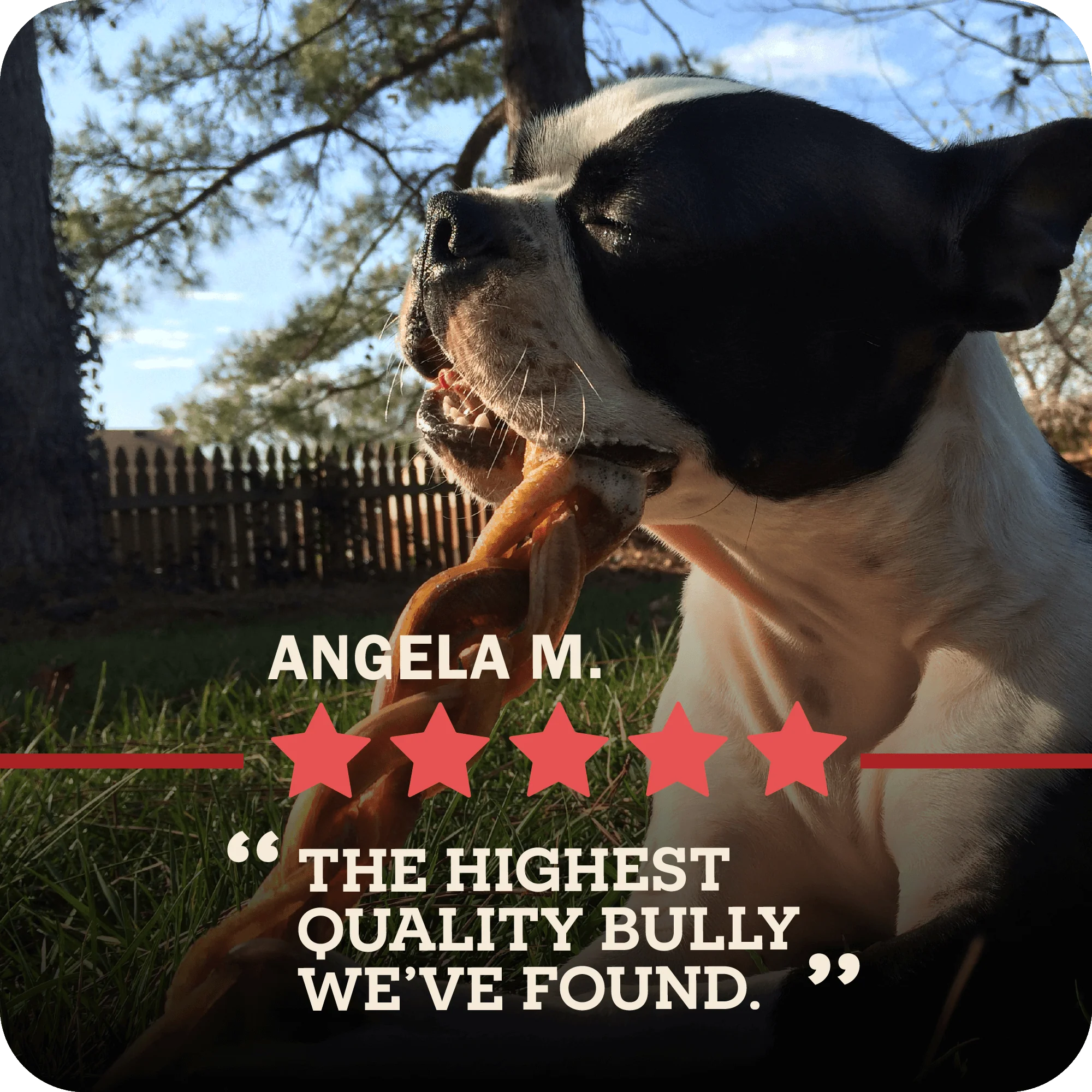 Bully Stick - Image 13