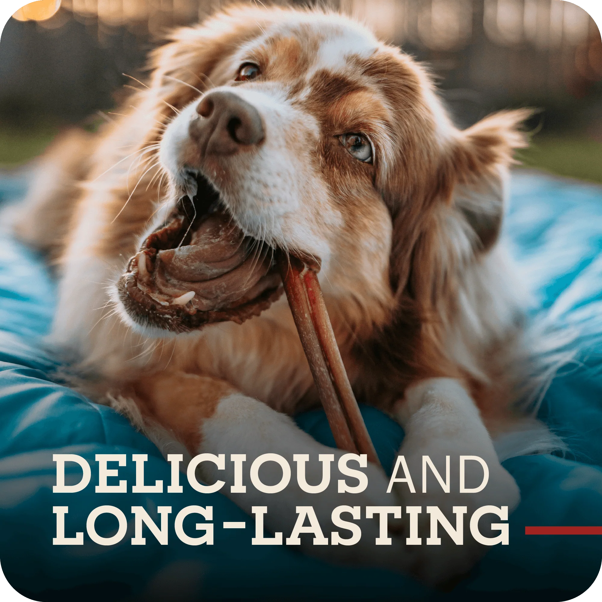 Bully Stick - Image 6