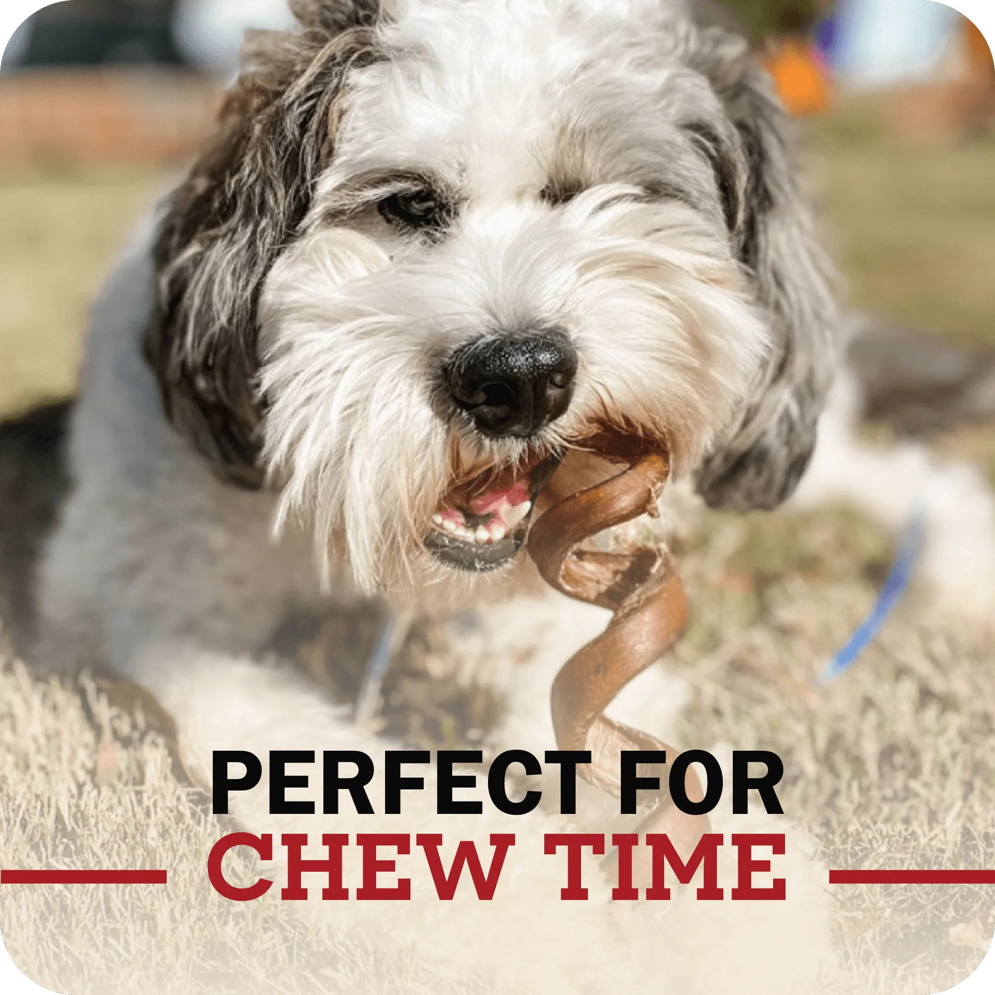 Bully Stick - Image 7