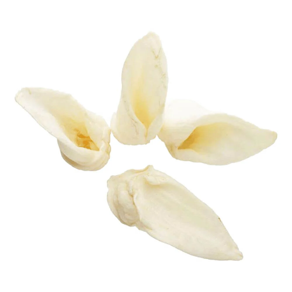 Lamb Ear - Image 2