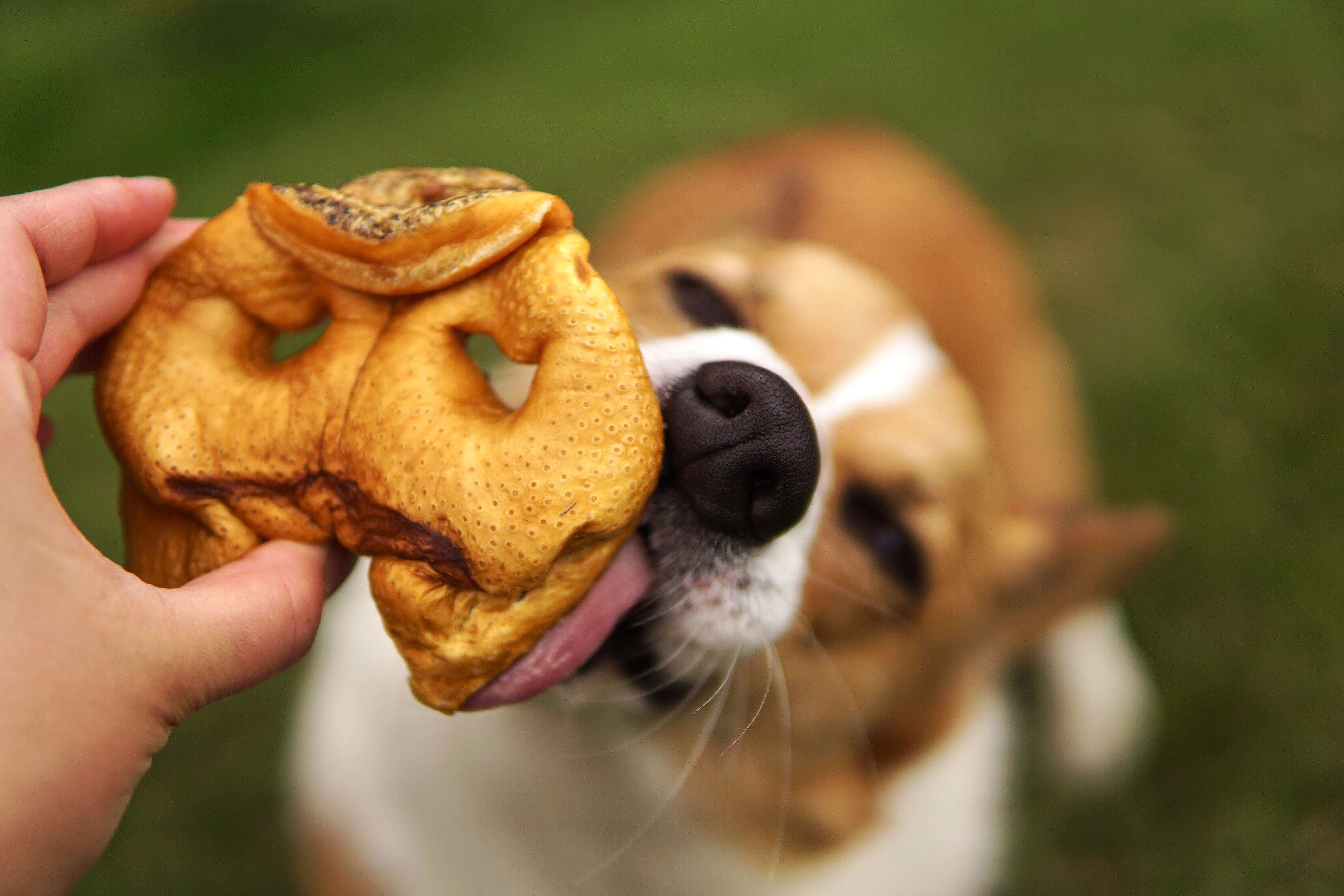 Pig Snouts - Image 5
