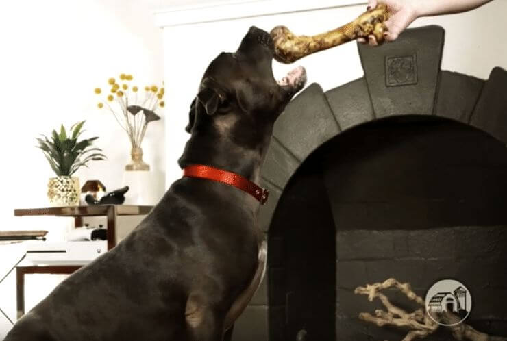 X-Large Ham Bone - Image 3